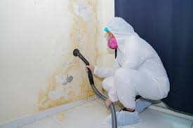 Best Mold Remediation for Vacation Homes  in Longview, WA